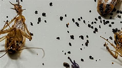 What Does Cockroach Poop Look Like .